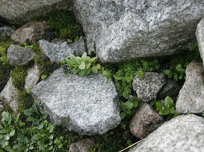 Veronica alpina subsp. pumila