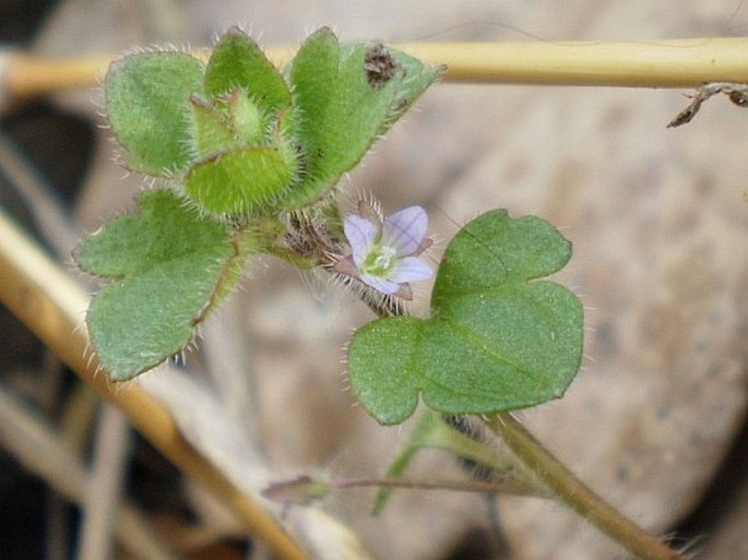 Veronica sublobata