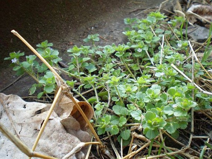 Veronica sublobata