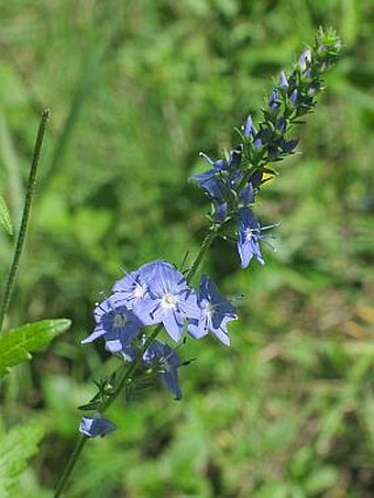 Veronica teucrium