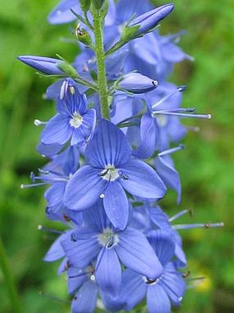 Veronica teucrium