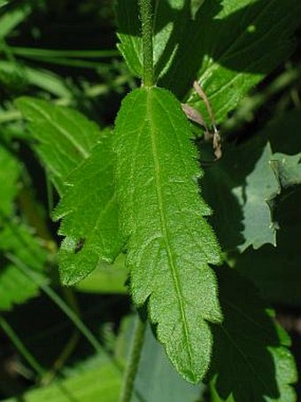 Veronica teucrium