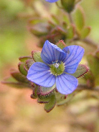 Veronica triphyllos