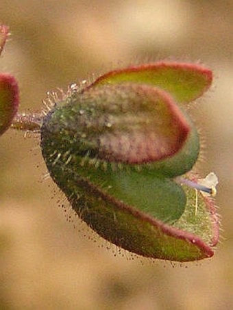 Veronica triphyllos