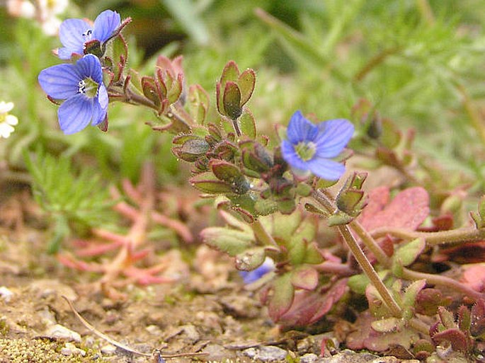 VERONICA TRIPHYLLOS L. – rozrazil trojklaný / veronika trojúkrojková