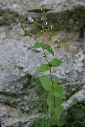 Veronica urticifolia