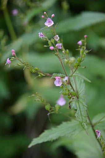 Veronica urticifolia