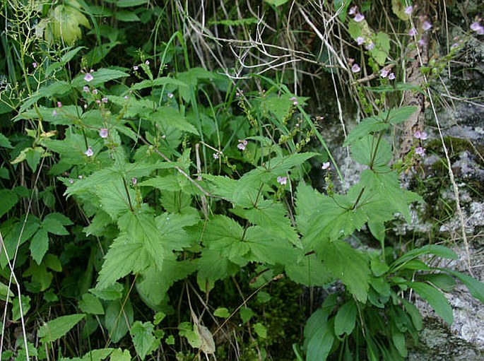 Veronica urticifolia