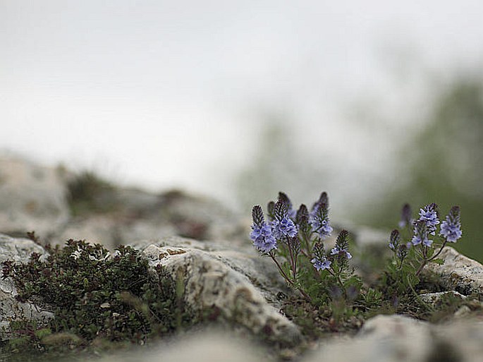 Veronica prostrata