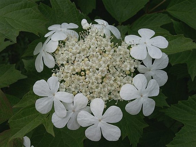 VIBURNUM OPULUS L. – kalina obecná / kalina obyčajná