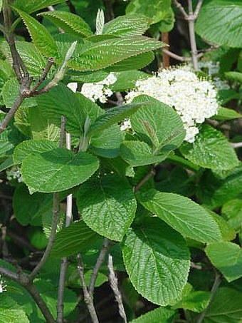 Viburnum lantana