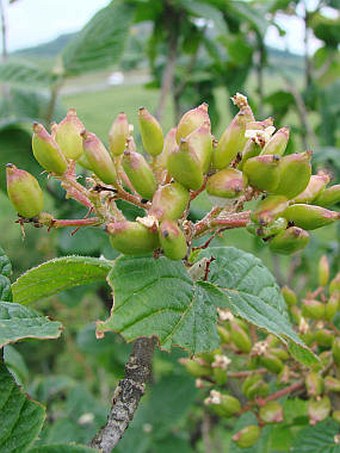 Viburnum lantana