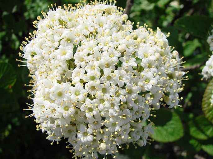 VIBURNUM LANTANA L. – kalina tušalaj / kalina siripútková