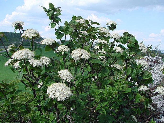 Viburnum lantana