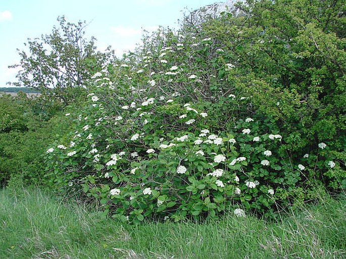 Viburnum lantana