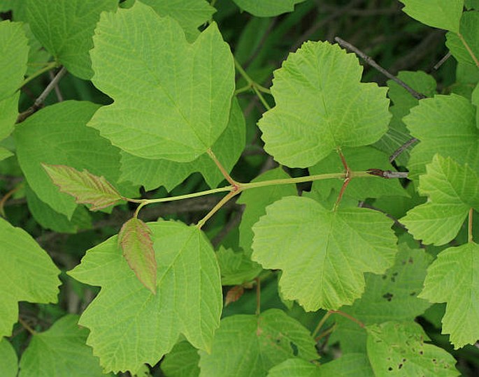 Viburnum opulus