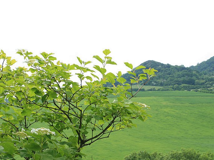 Viburnum opulus