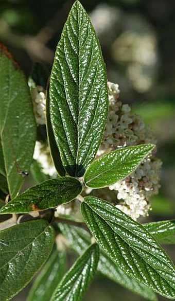 Viburnum ×´Pragense´