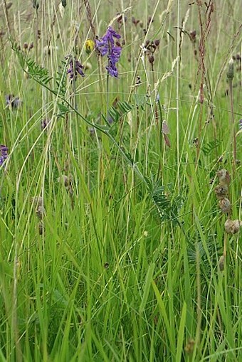 Vicia cracca