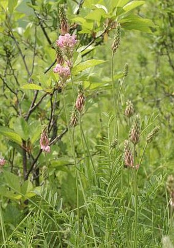 Onobrychis viciifolia