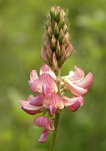 Onobrychis viciifolia