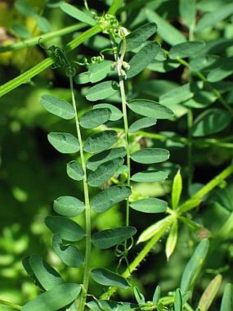 Vicia hirsuta