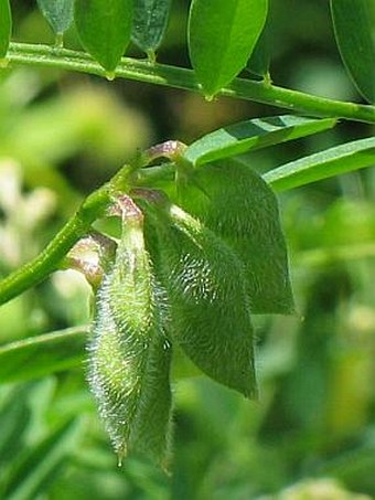 Vicia hirsuta