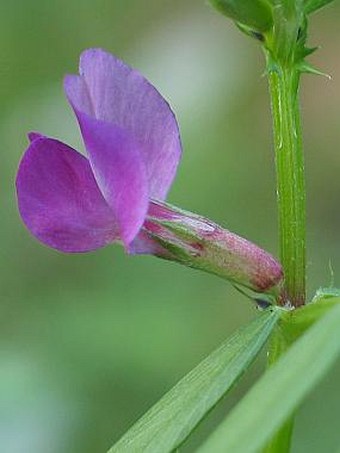 Vicia angustifolia