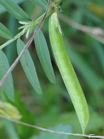 Vicia angustifolia