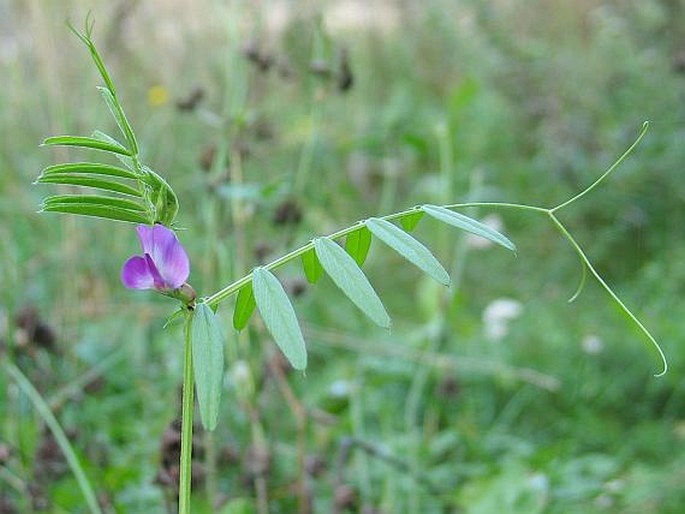 Vicia angustifolia