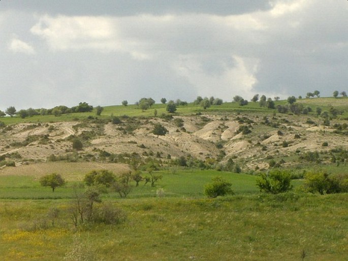 Vicia caesarea