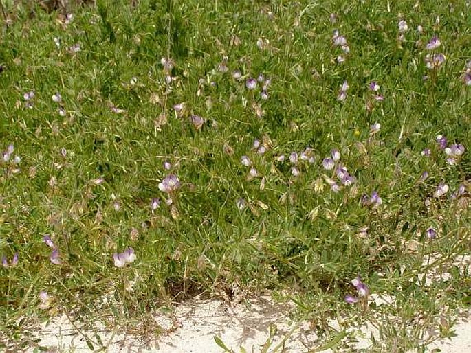 Vicia caesarea