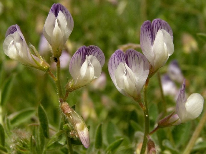 Vicia caesarea