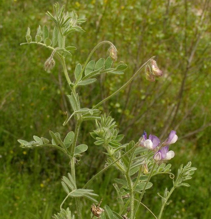 Vicia caesarea