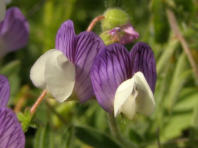 Vicia caesarea