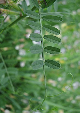 Vicia grandiflora