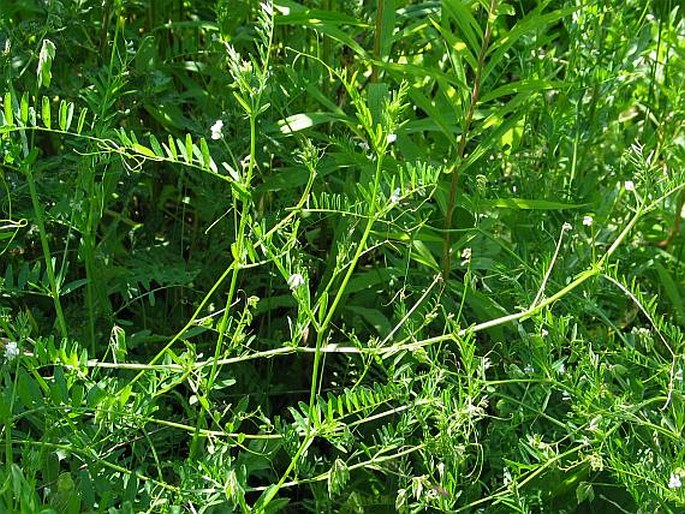 Vicia hirsuta