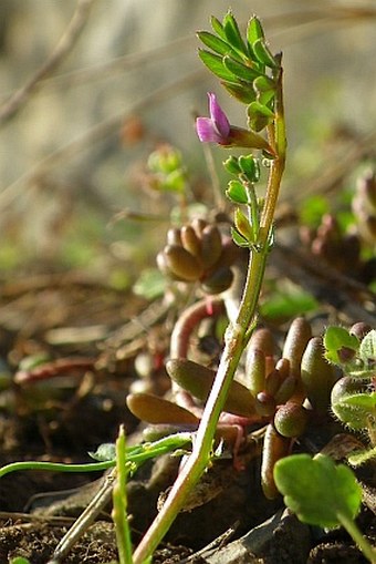 Vicia lathyroides