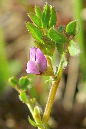 Vicia lathyroides