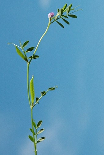 Vicia lathyroides