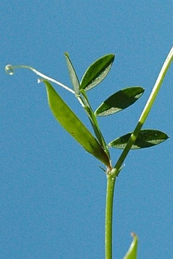 Vicia lathyroides