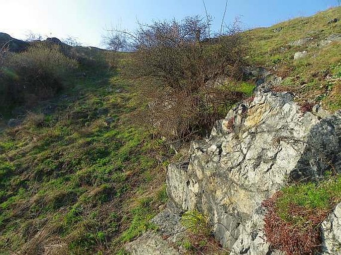 Vicia lathyroides