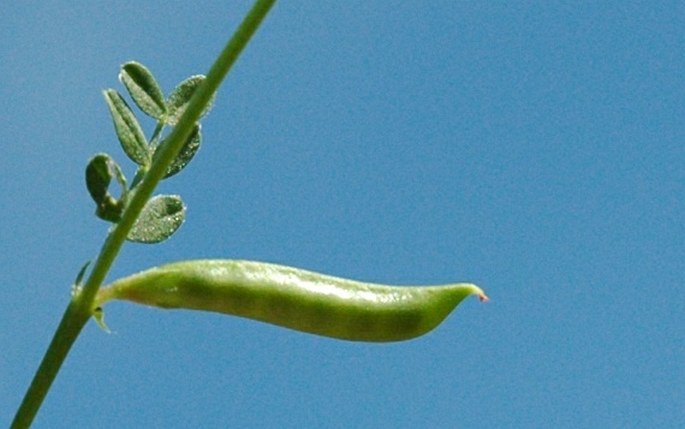 Vicia lathyroides