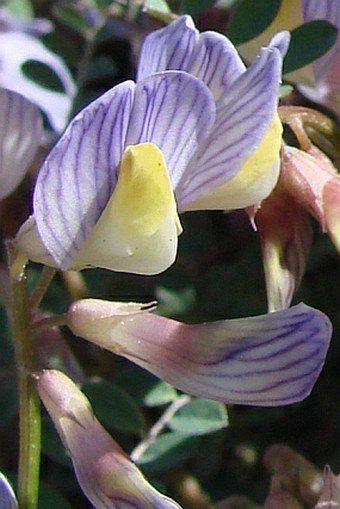 Vicia lunata