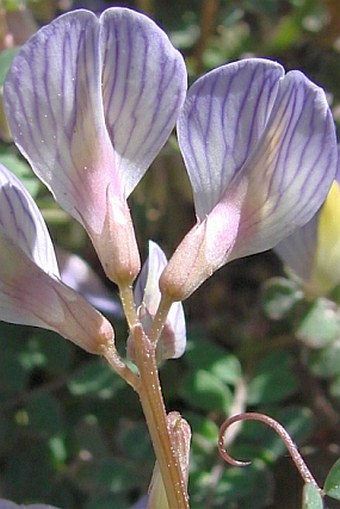 Vicia lunata