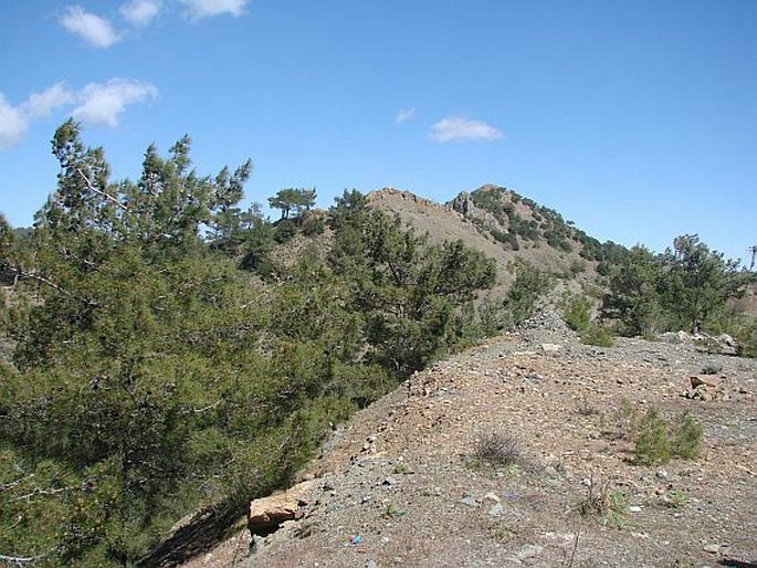 Vicia lunata