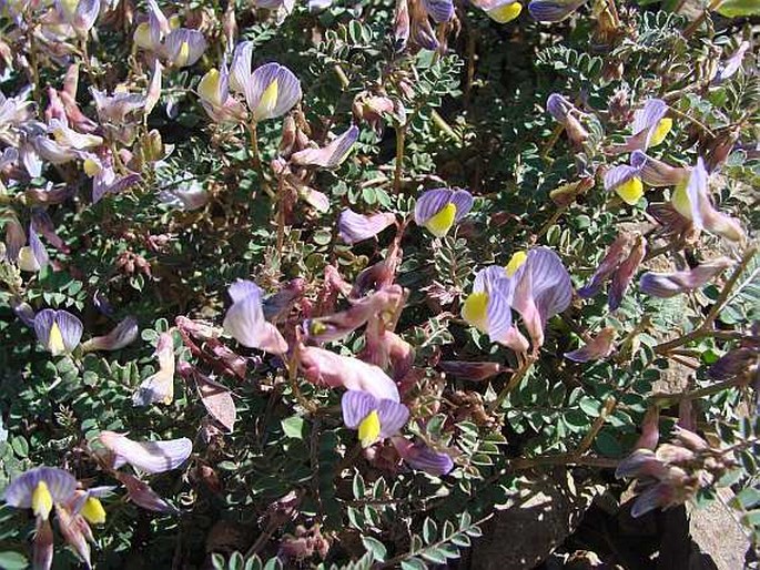 Vicia lunata