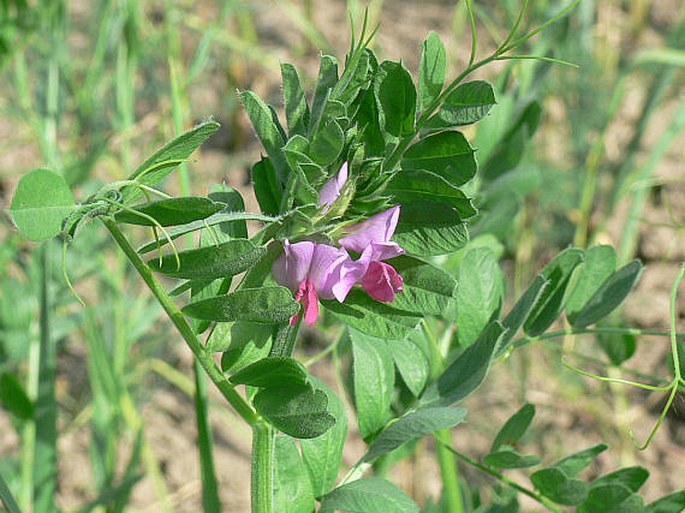 Vicia sativa