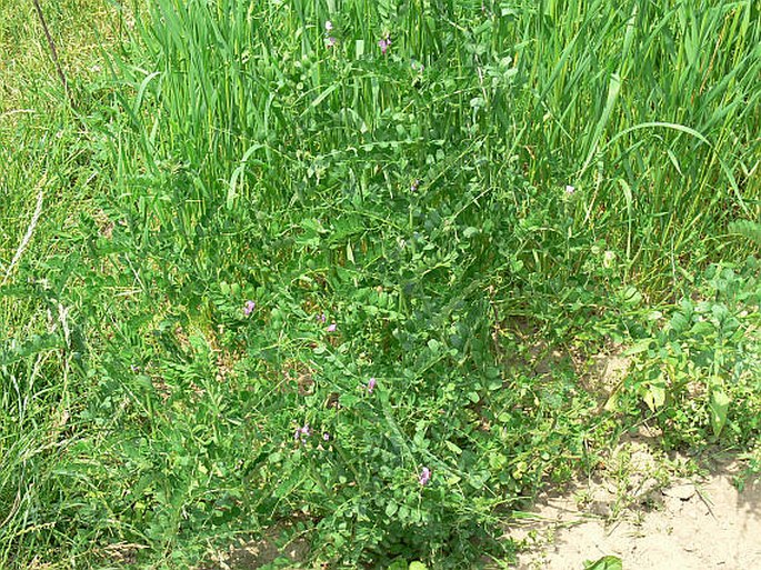 Vicia sativa