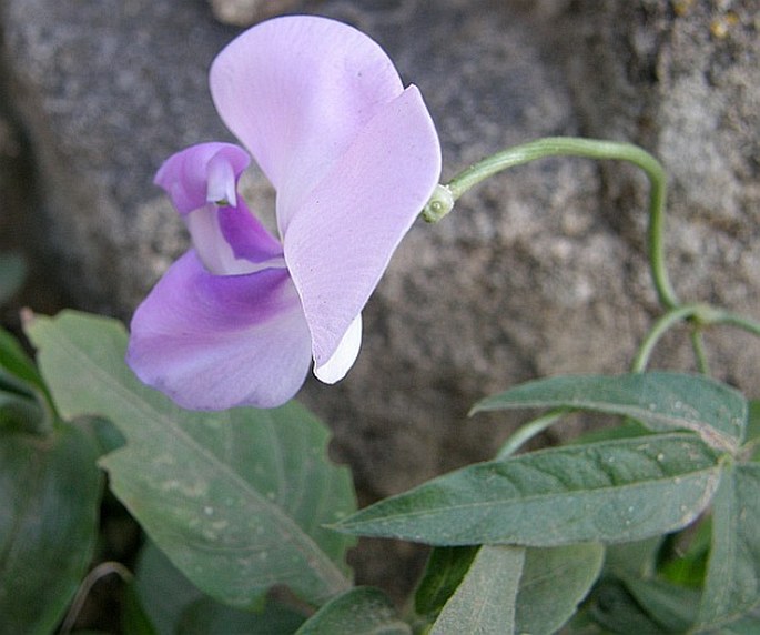 Vigna vexillata